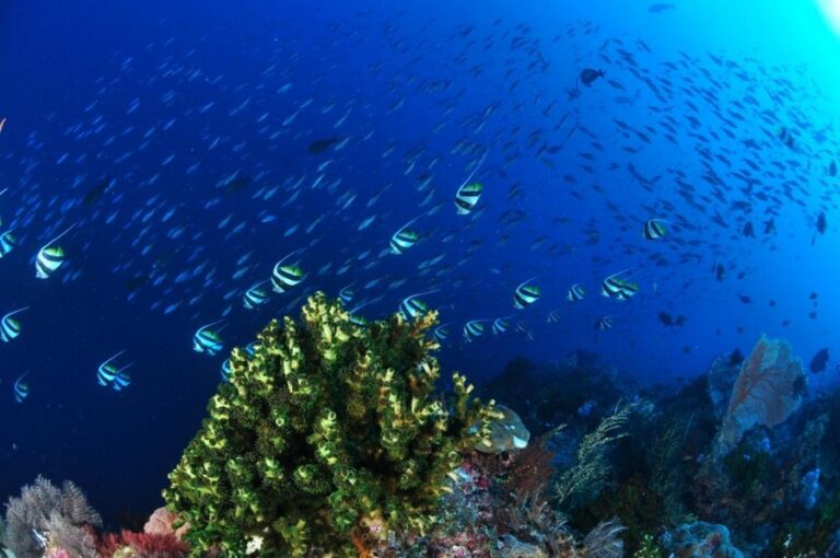 alami alor 10 768x510