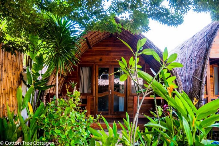 cotton tree 07 768x514