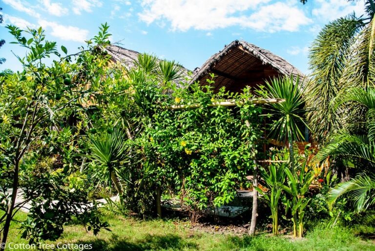 cotton tree 08 768x514