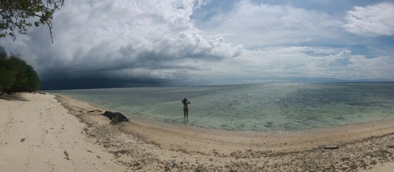cotton tree 11 768x336