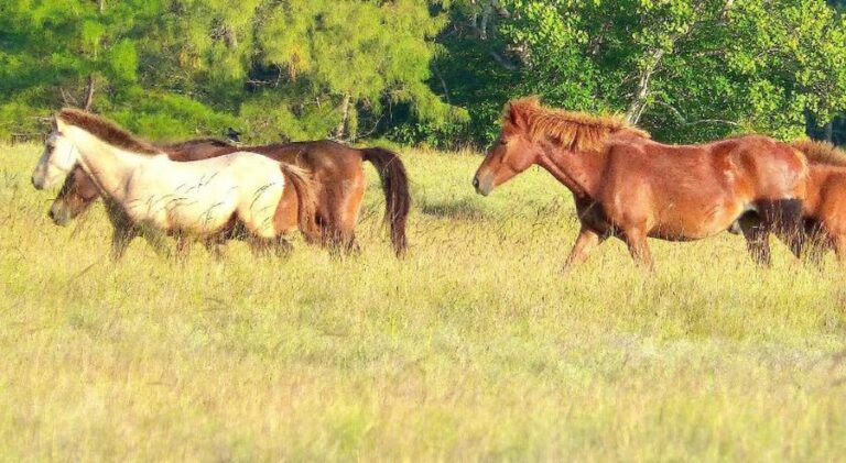 eco sumba 16 768x421