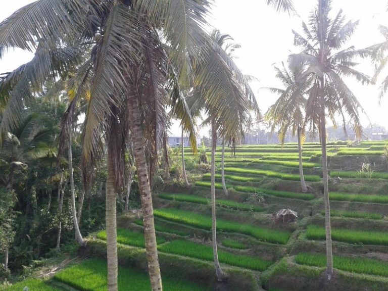 junjungan 15 1 768x576