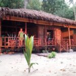 rimba eco 10 150x150