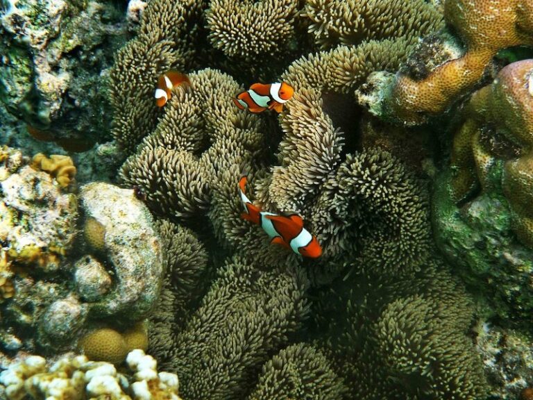 rimba eco 14 768x576