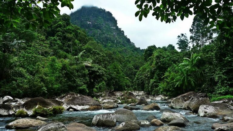 rimba eco 15 768x432