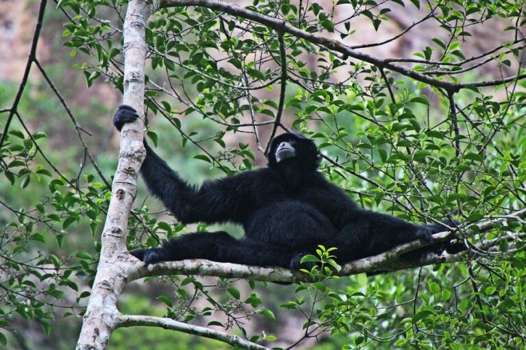 rimba eco 18 768x511