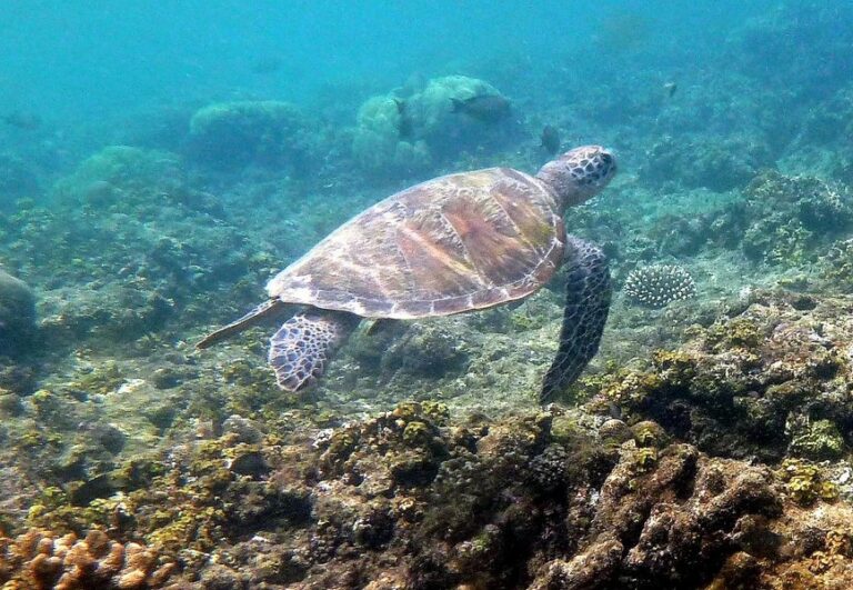 rimba eco 19 768x531