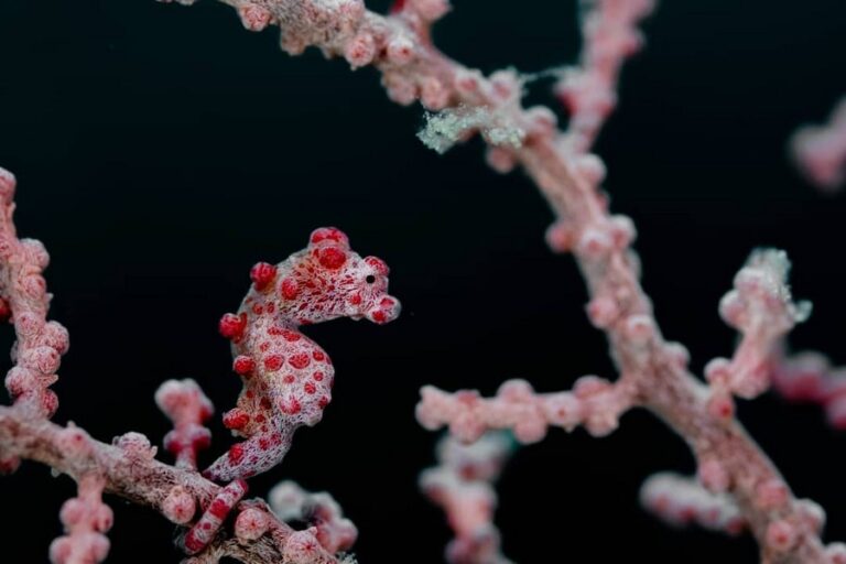 green nirvana resort 04 768x512