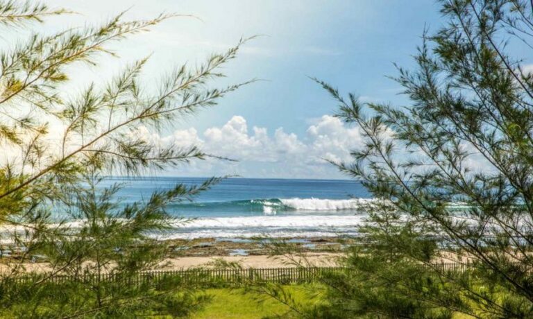 mahi mahi 02 768x460