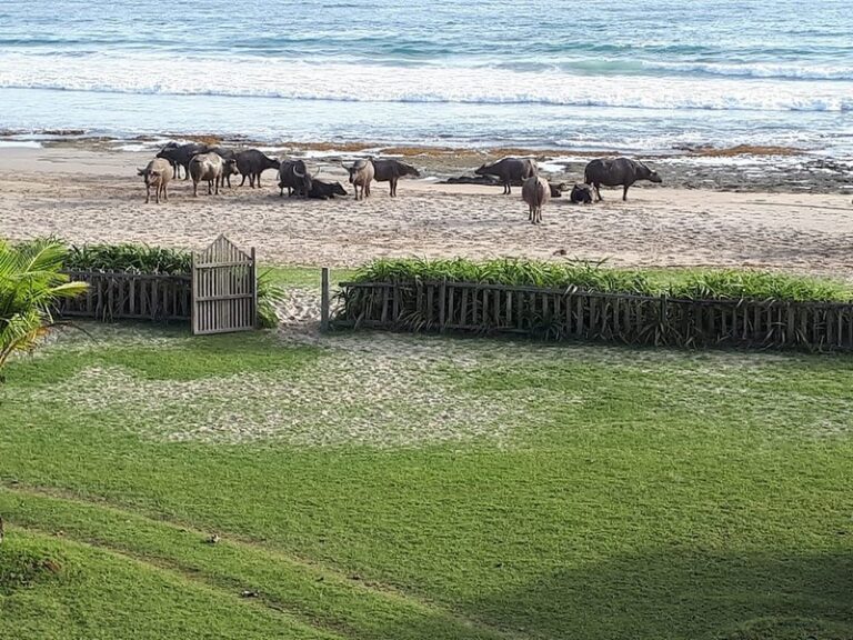 mahi mahi 15 768x576